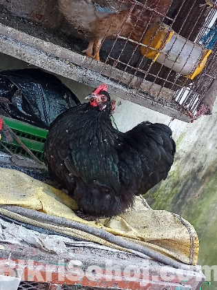 কচিন আর ফিজেল মুরগী ও মুরগ বিক্রি করা হবে